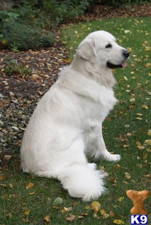 Golden Retriever stud dog